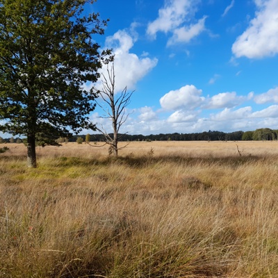 Bomen in weiland